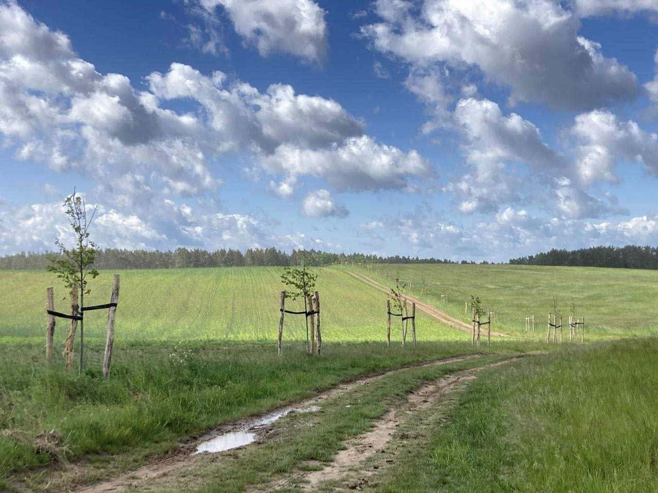 Entdeckertour Streuobst-Wiese