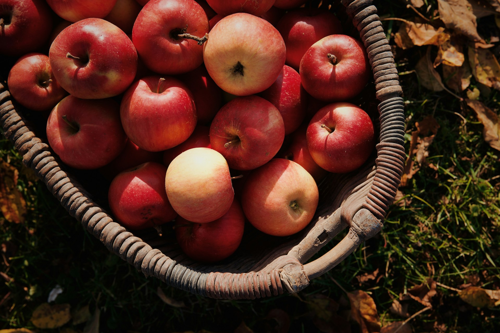 Mitmach-Tag Streuobstwiese