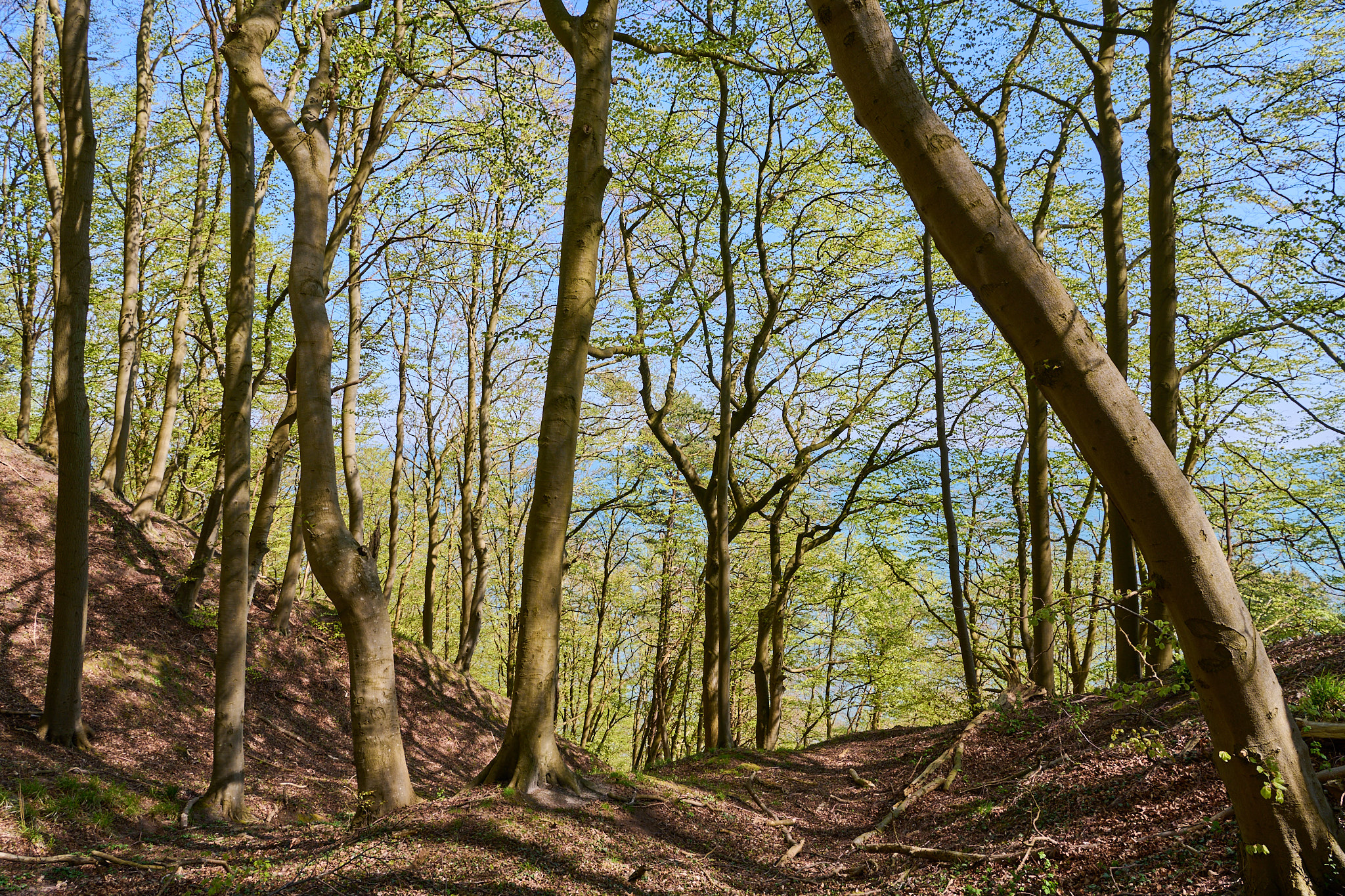 Rangerwanderung in die Granitz*