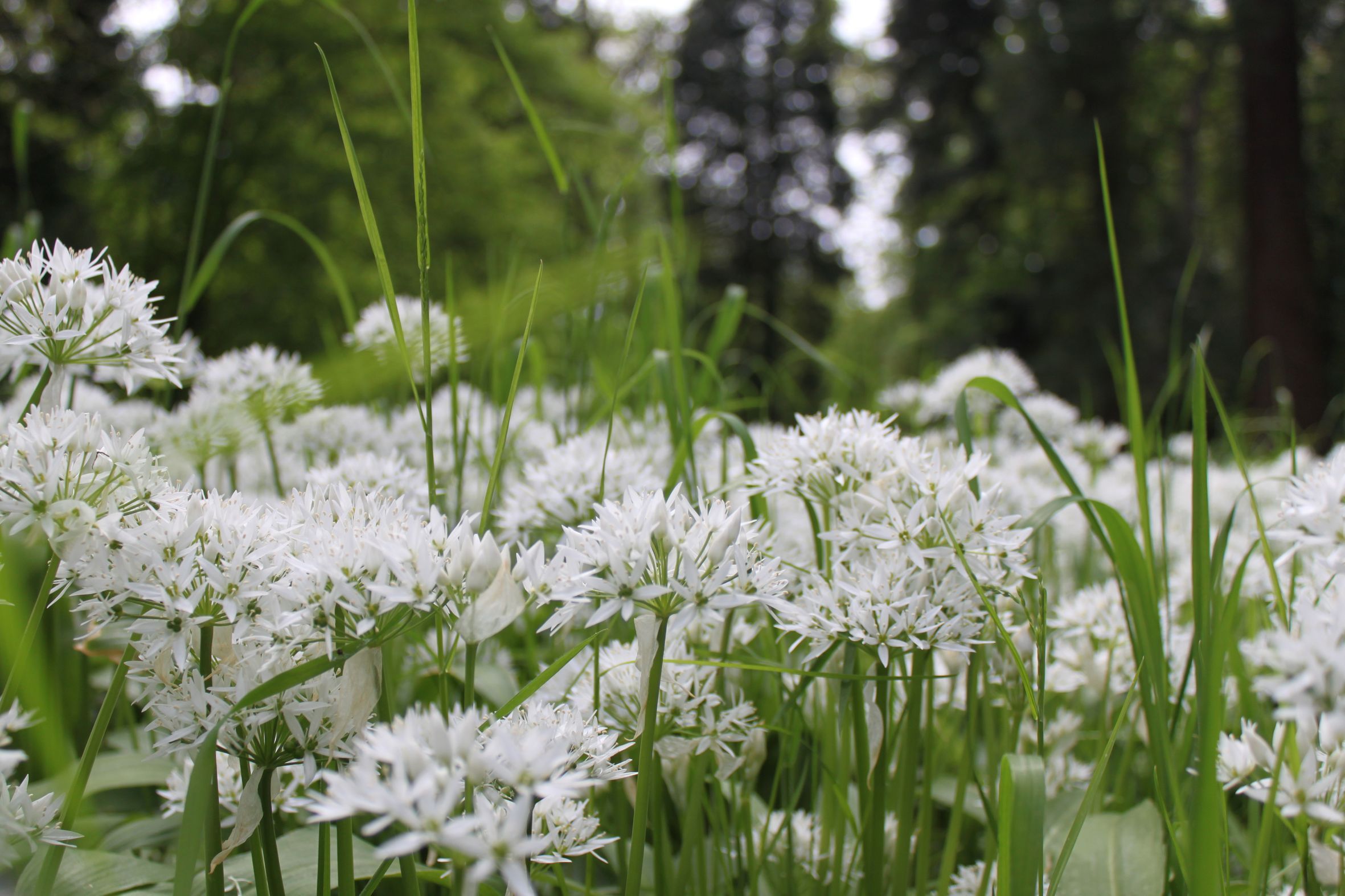 Rügener Wanderfrühling: Ranger-Kräuterwanderung für Kinder