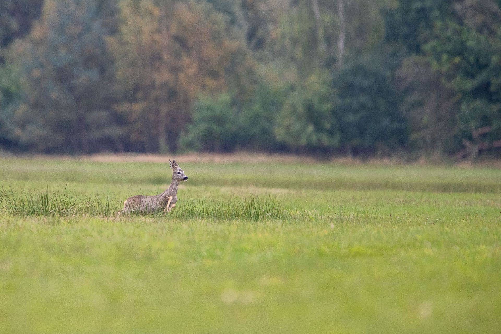 Naturforscher: Wiesen-Safari