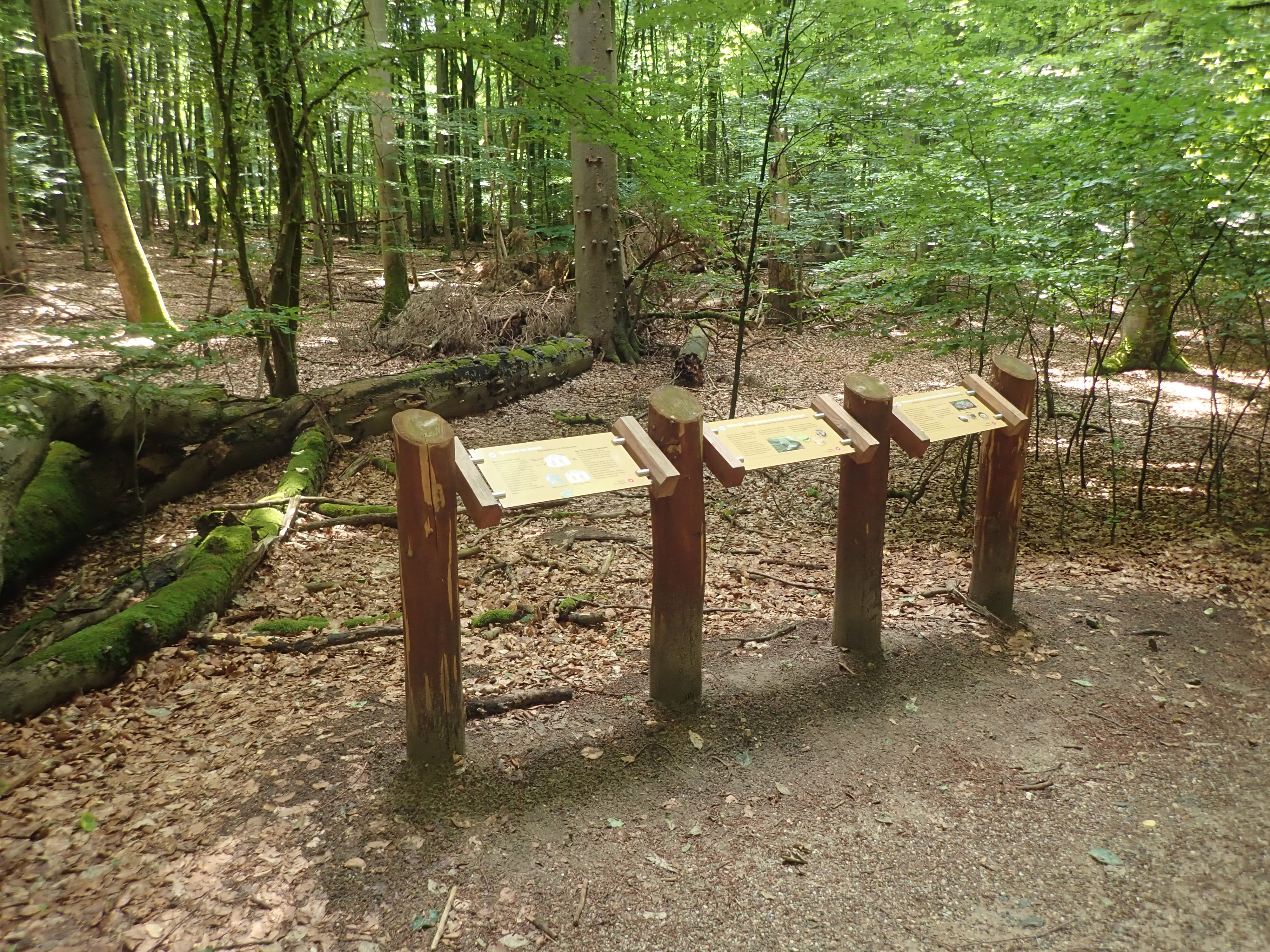 Wilder Wald - Kinderführung im 15. Jahr UNESCO Welterbe