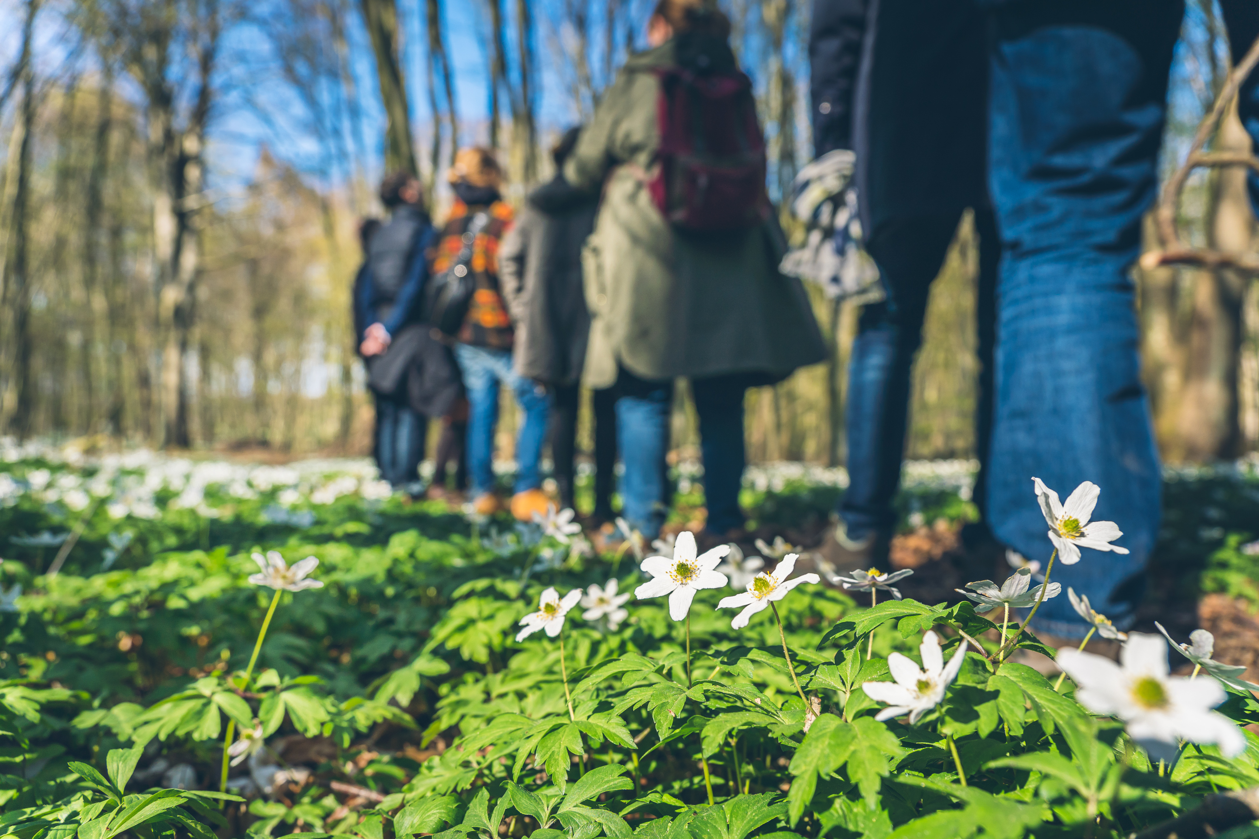 Wanderfrühling - Kräuterwanderung mit Phytotherapeutin und Pilzcoach Carolin Jurk