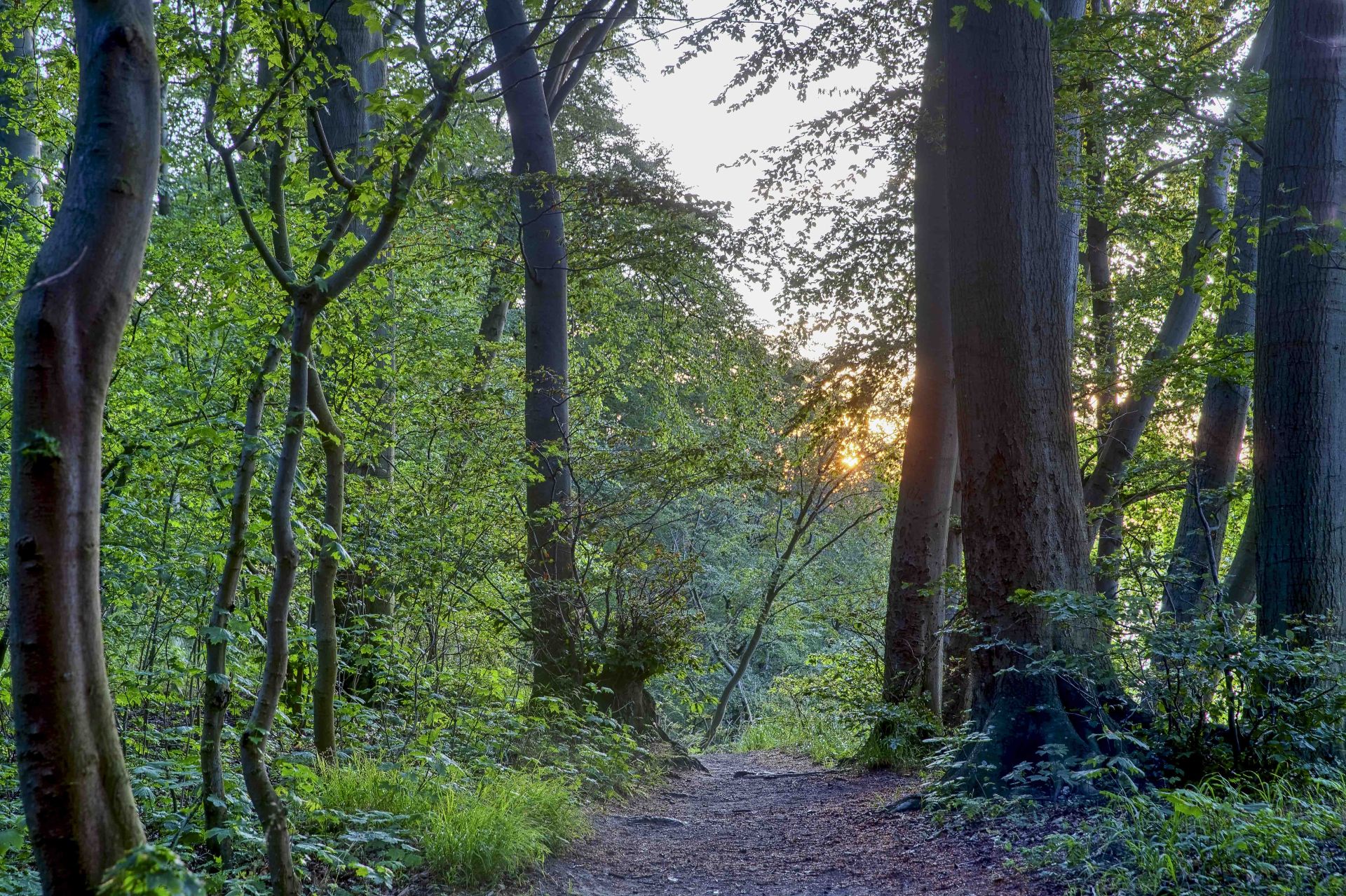 Auf den Spuren der Leberblümchen