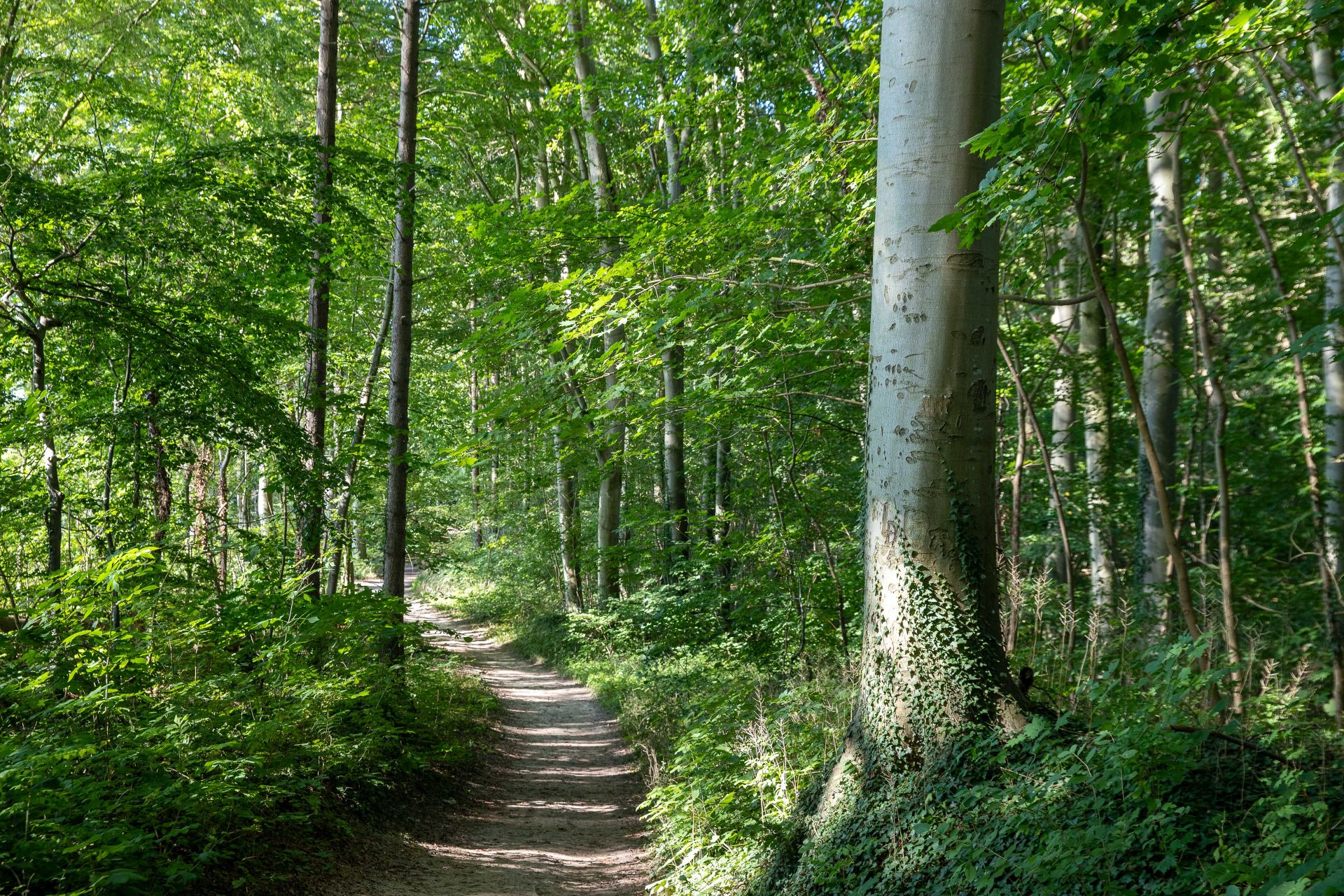 Safari im Küstenwald