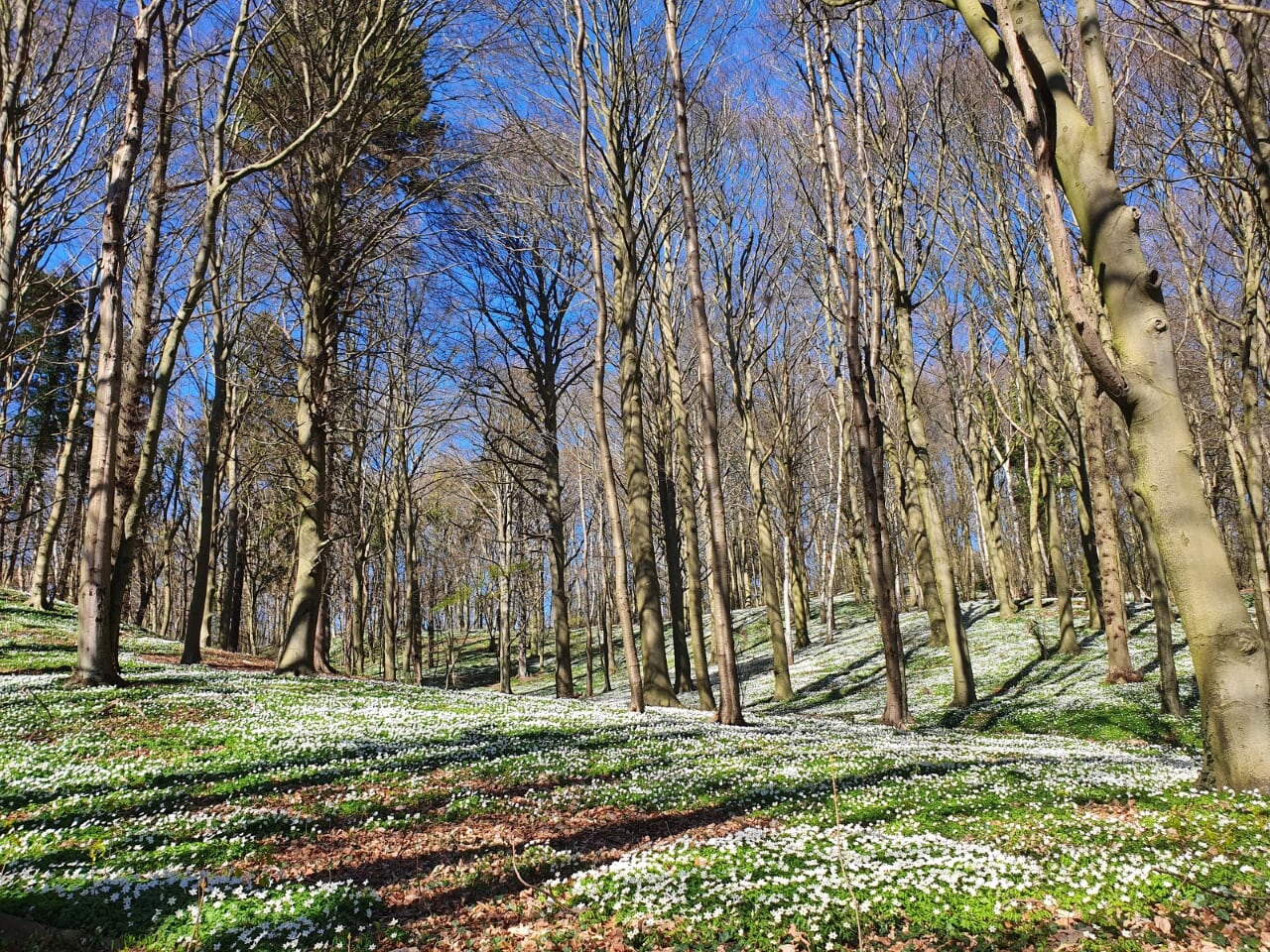 Wald erleben mit allen Sinnen