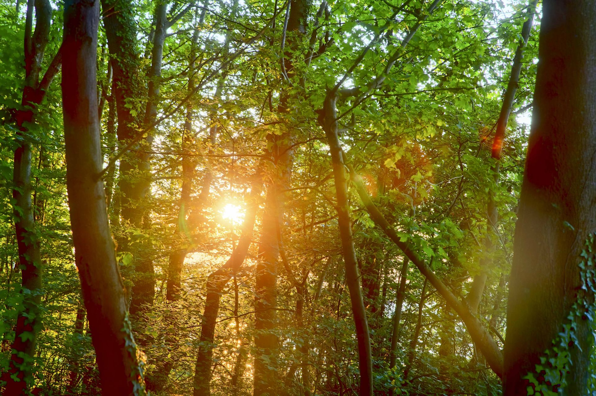 Wald erleben mit allen Sinnen