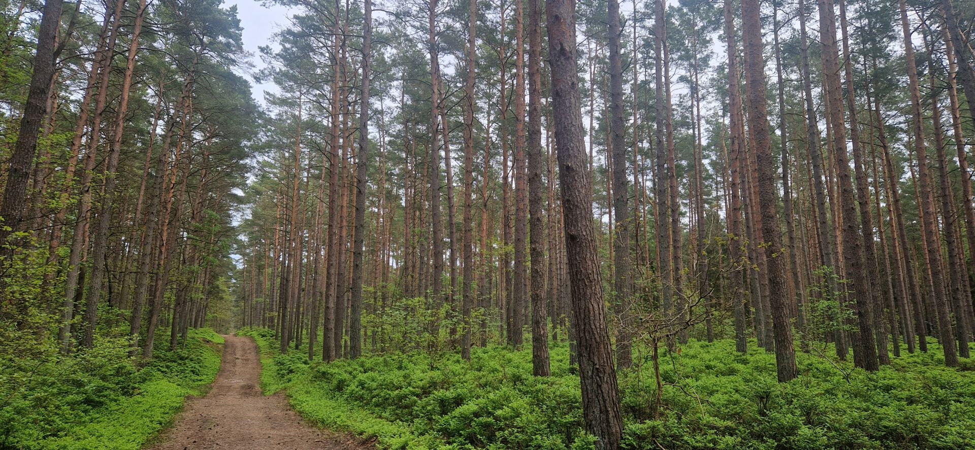 Heidegeflüster – Wanderung durch die Baaber Heide