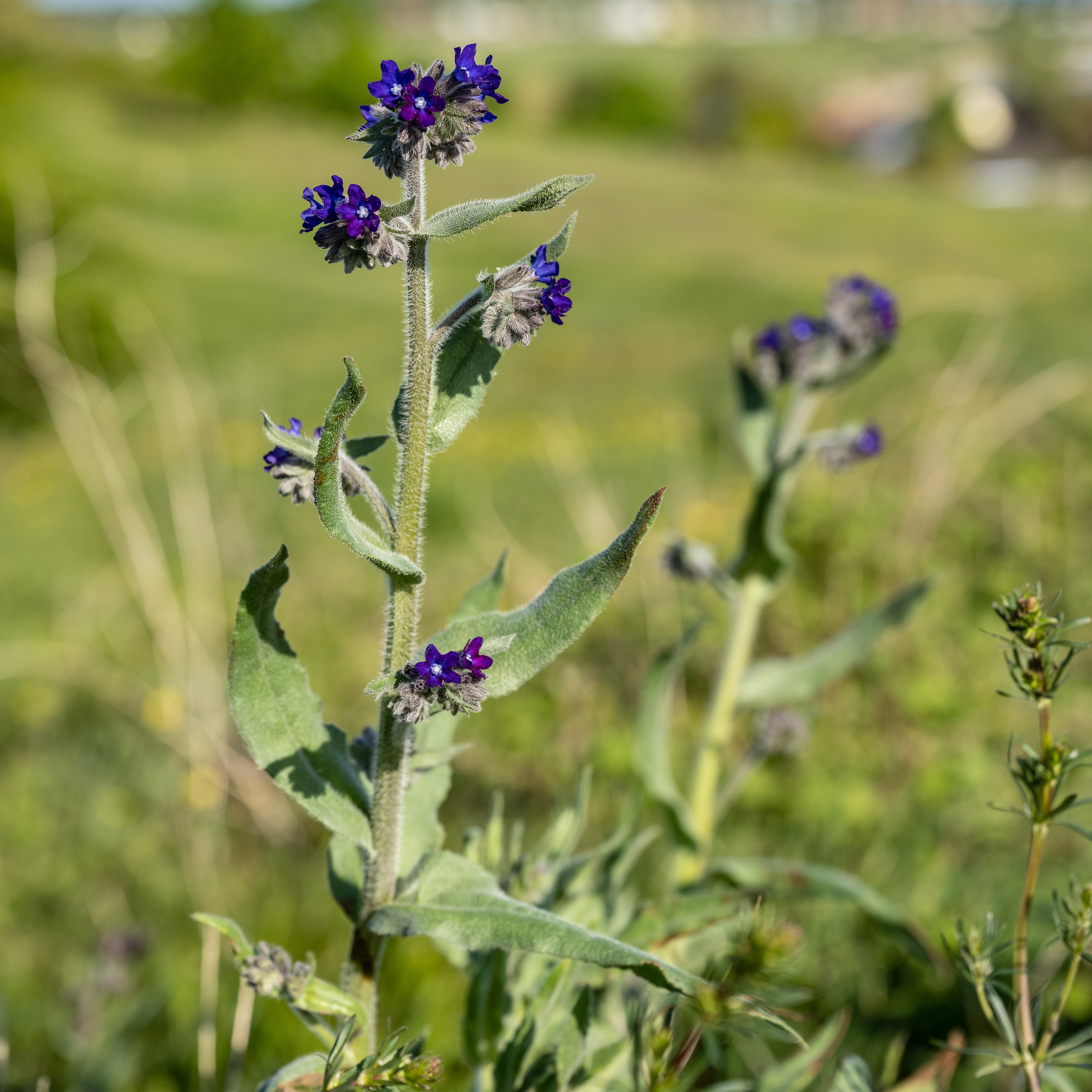 Flower magic and meadow inhabitants