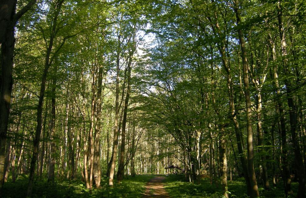 Rügener Wanderfrühling: Kulinarsiche Wanderung durch das  Naturschutzgebiet Goor