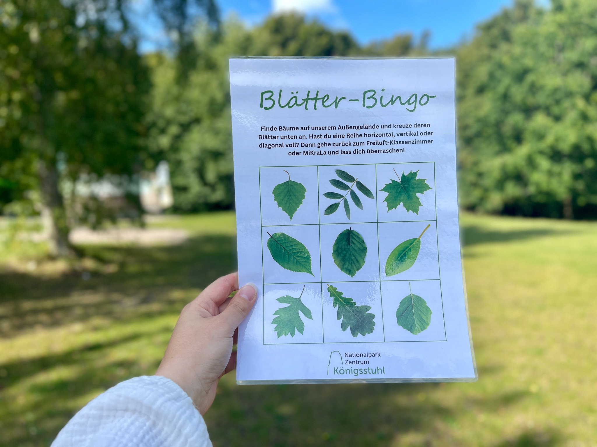 Natur-Bingo: Formen & Farben entdecken