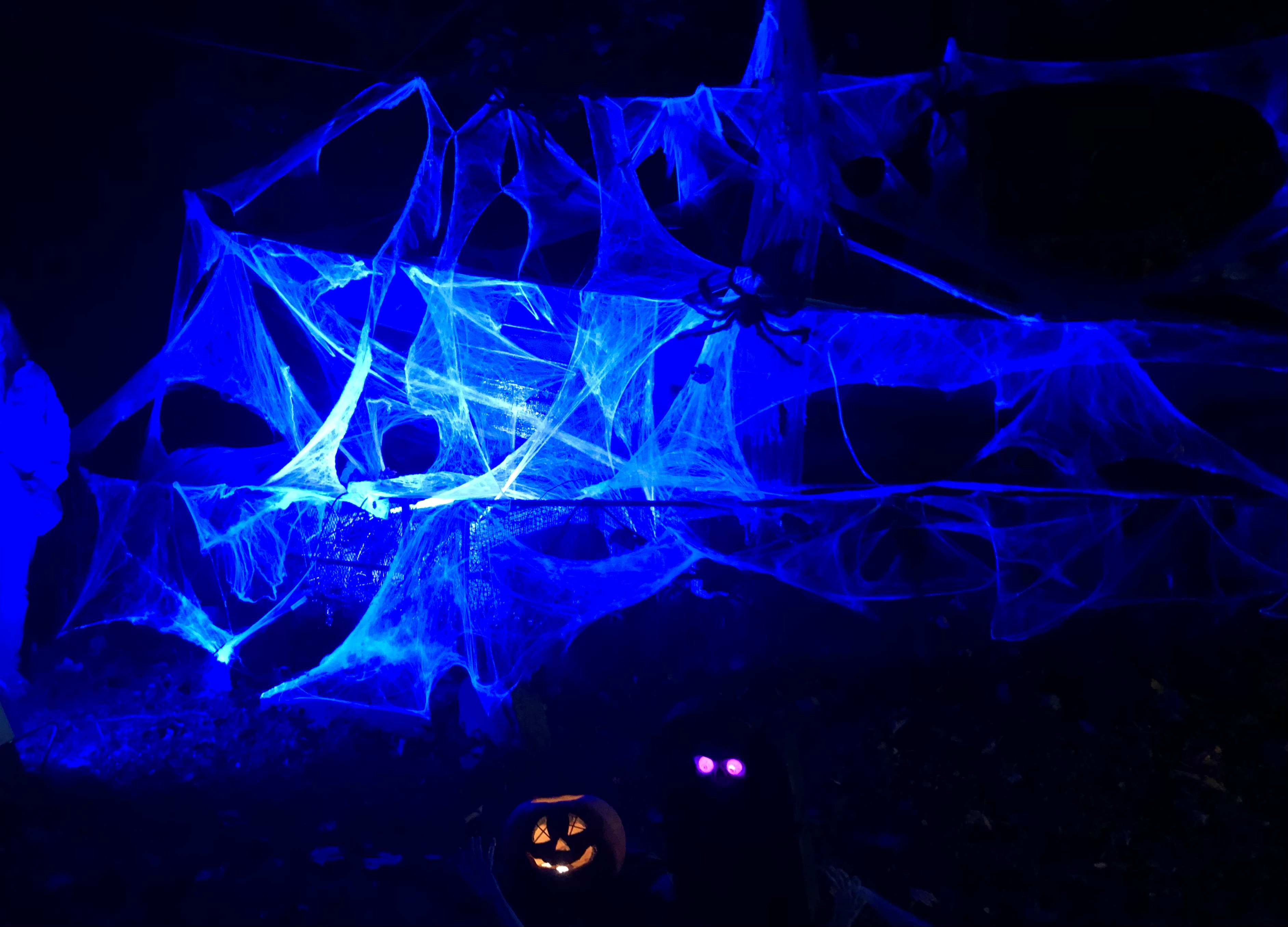 Halloween im Zoo Stralsund