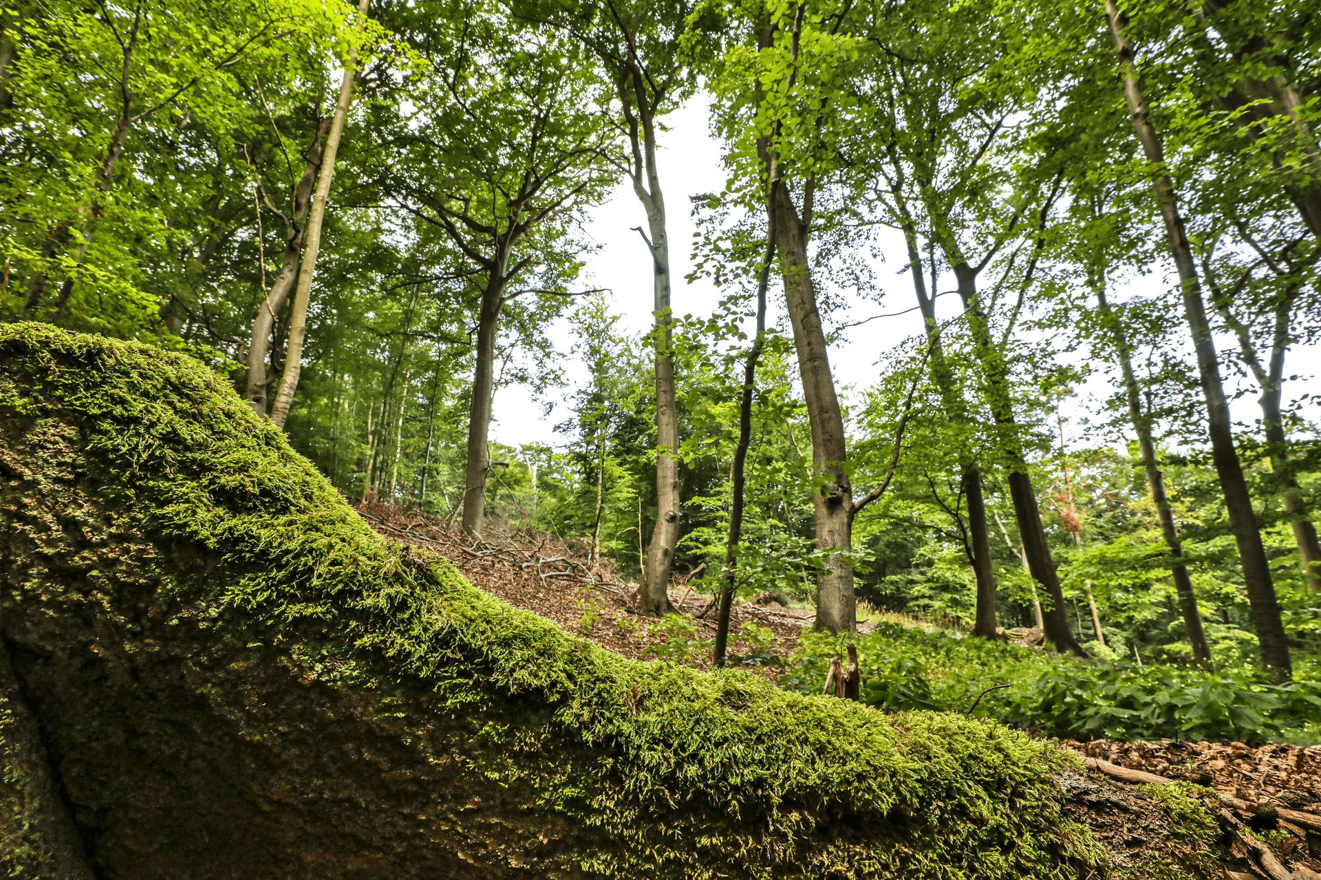 Kur- und Heilwald Heringsdorf