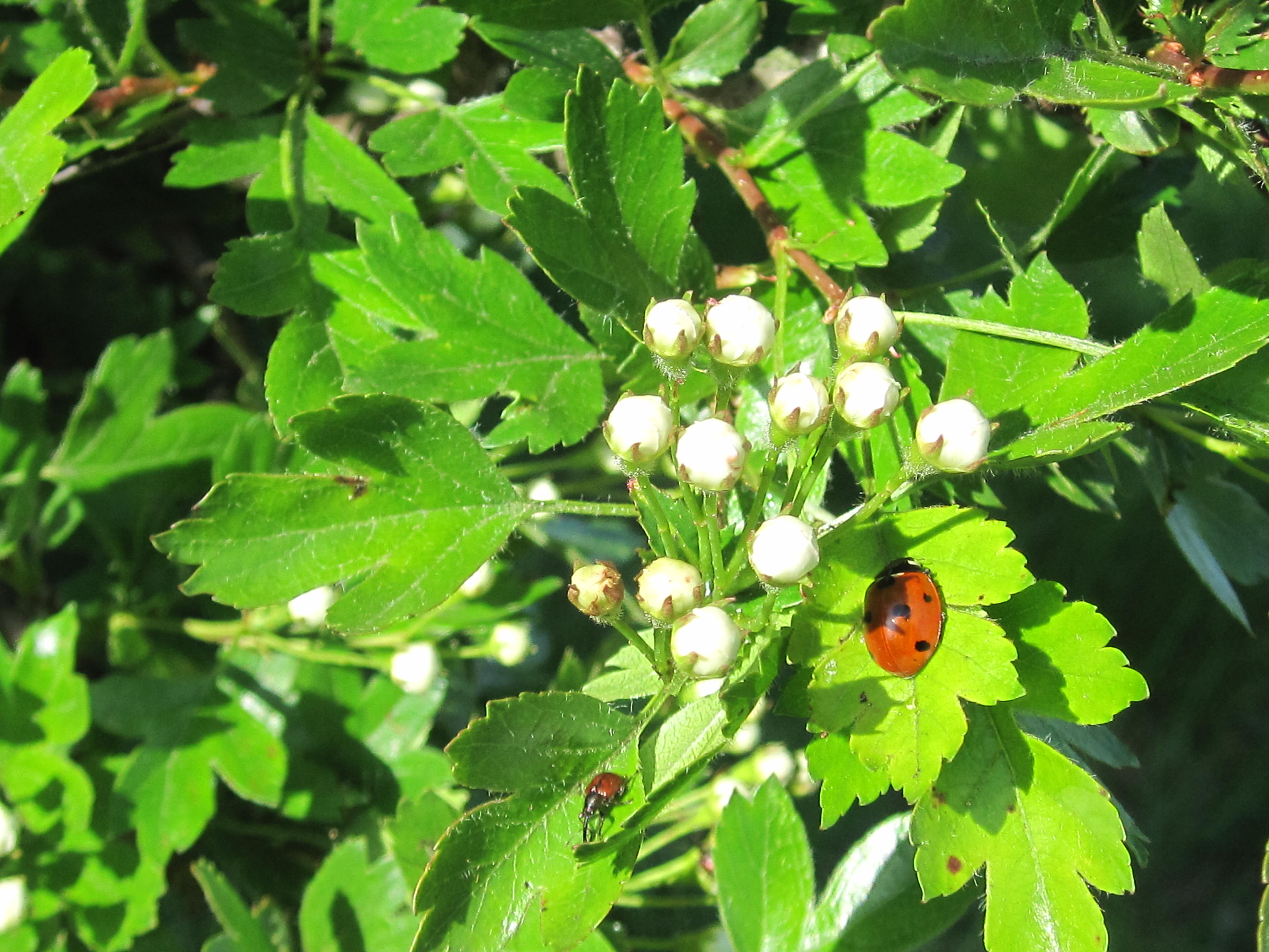 Die Wunderwelt der kleinen Wesen - heimischen Insekten auf der Spur