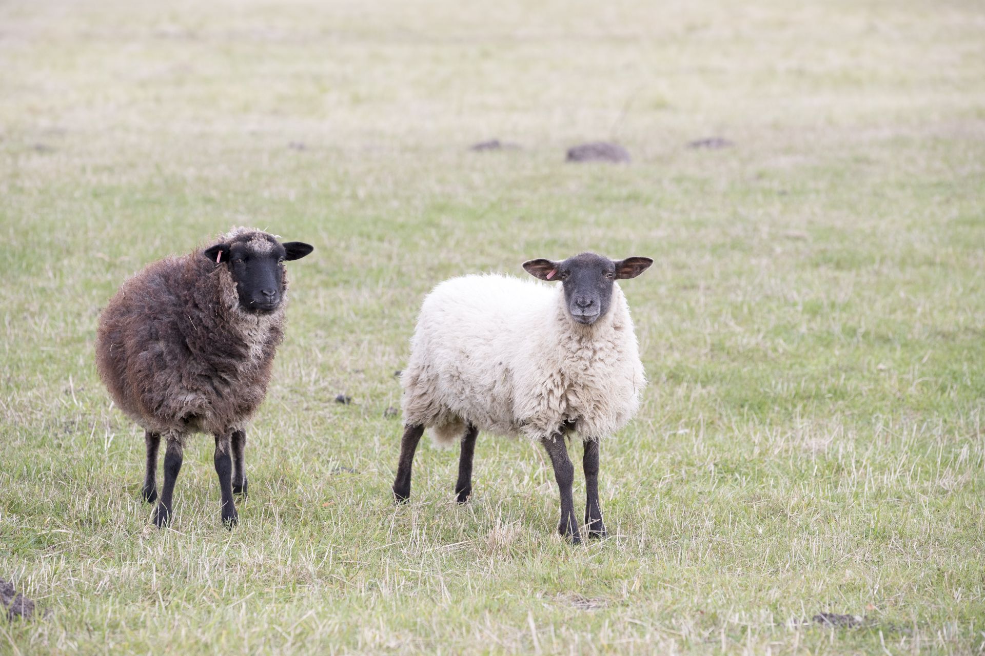 Schafe, Wolle & Genuss*