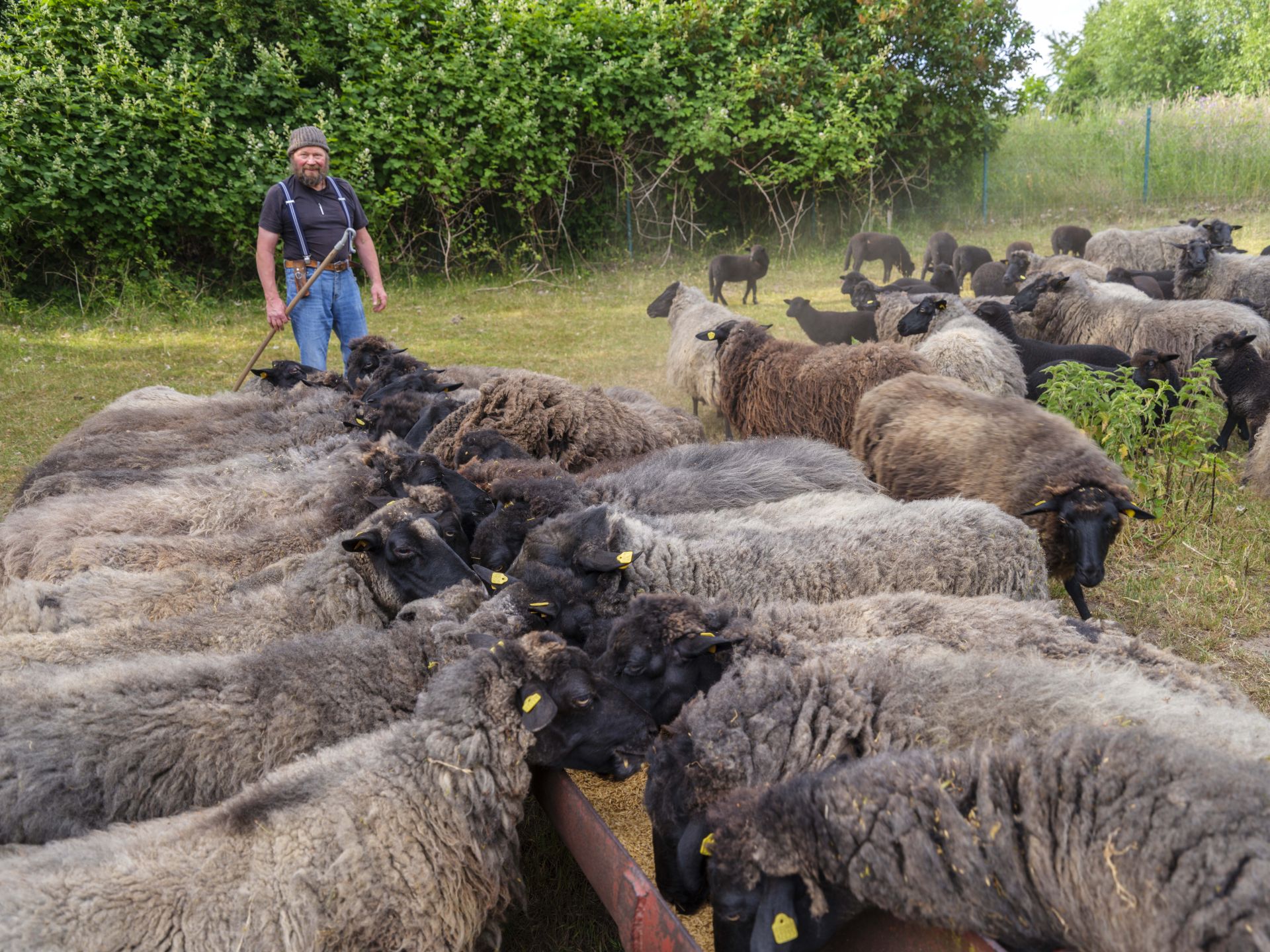 Erlebnistag Rund ums Pommernschaf*