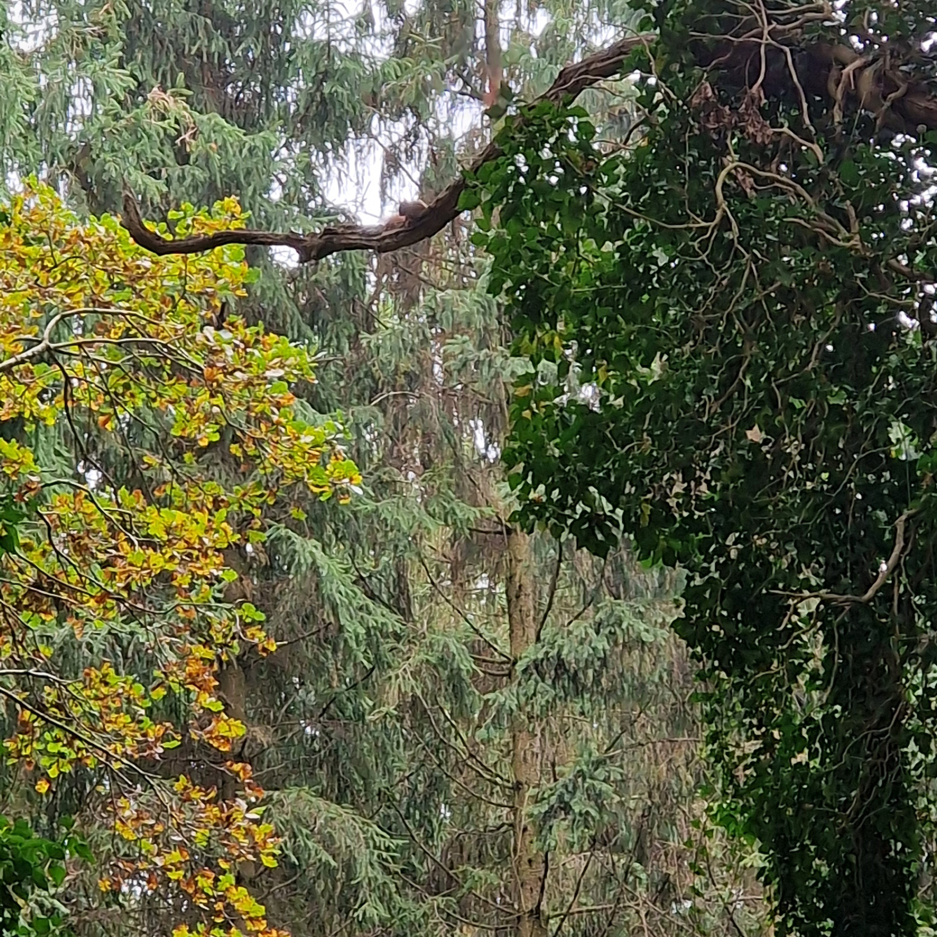 Des Waldes geheimnisvolle Natur