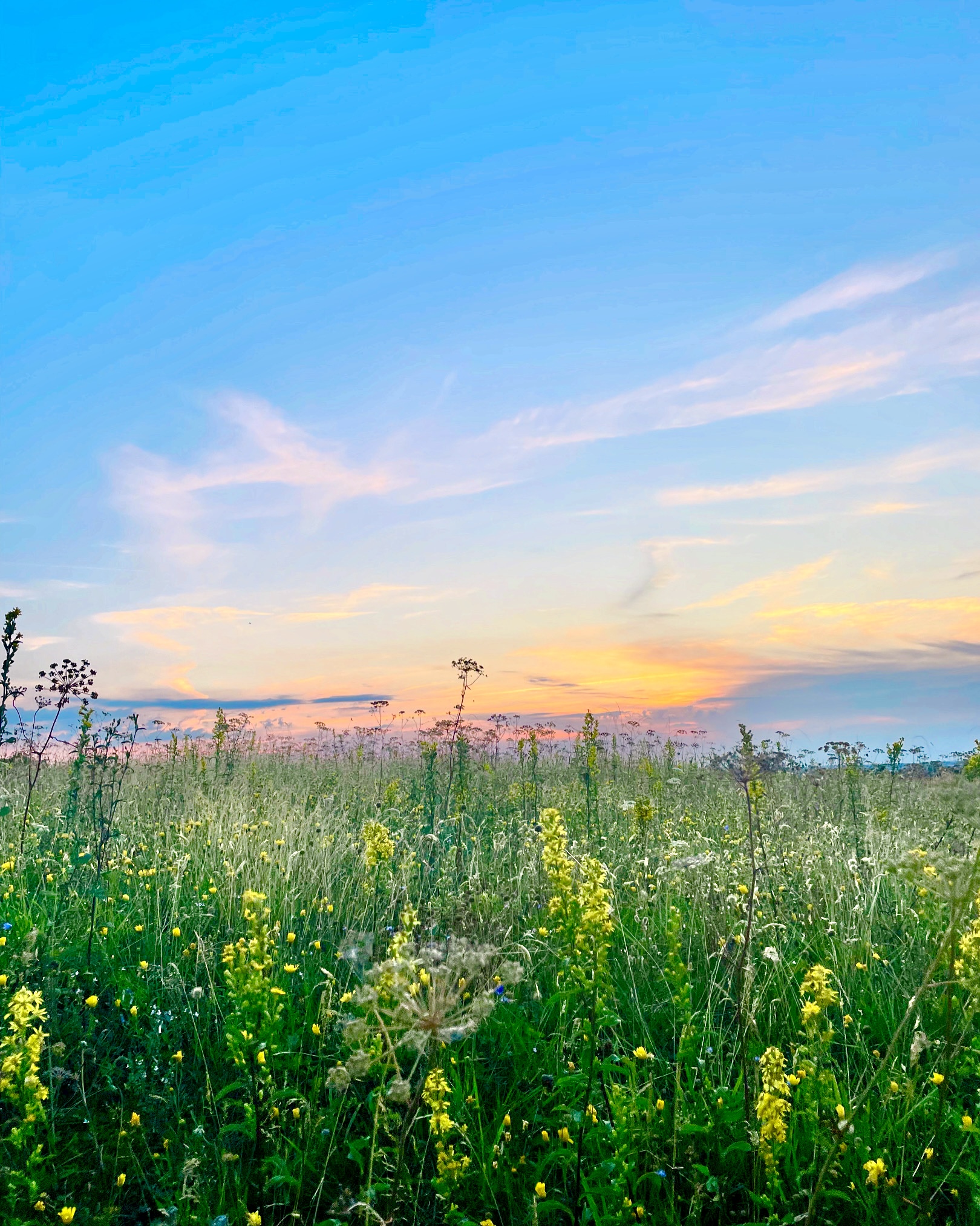 Wildkräuterwerkstatt