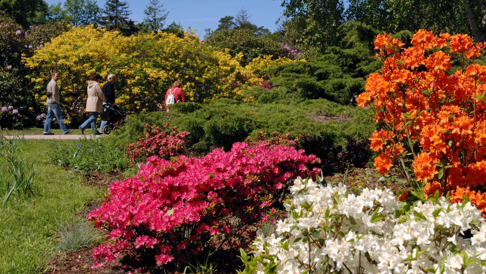 eisen rhododendron Bio-Hortensien- & Rhododendrondnger kaufen