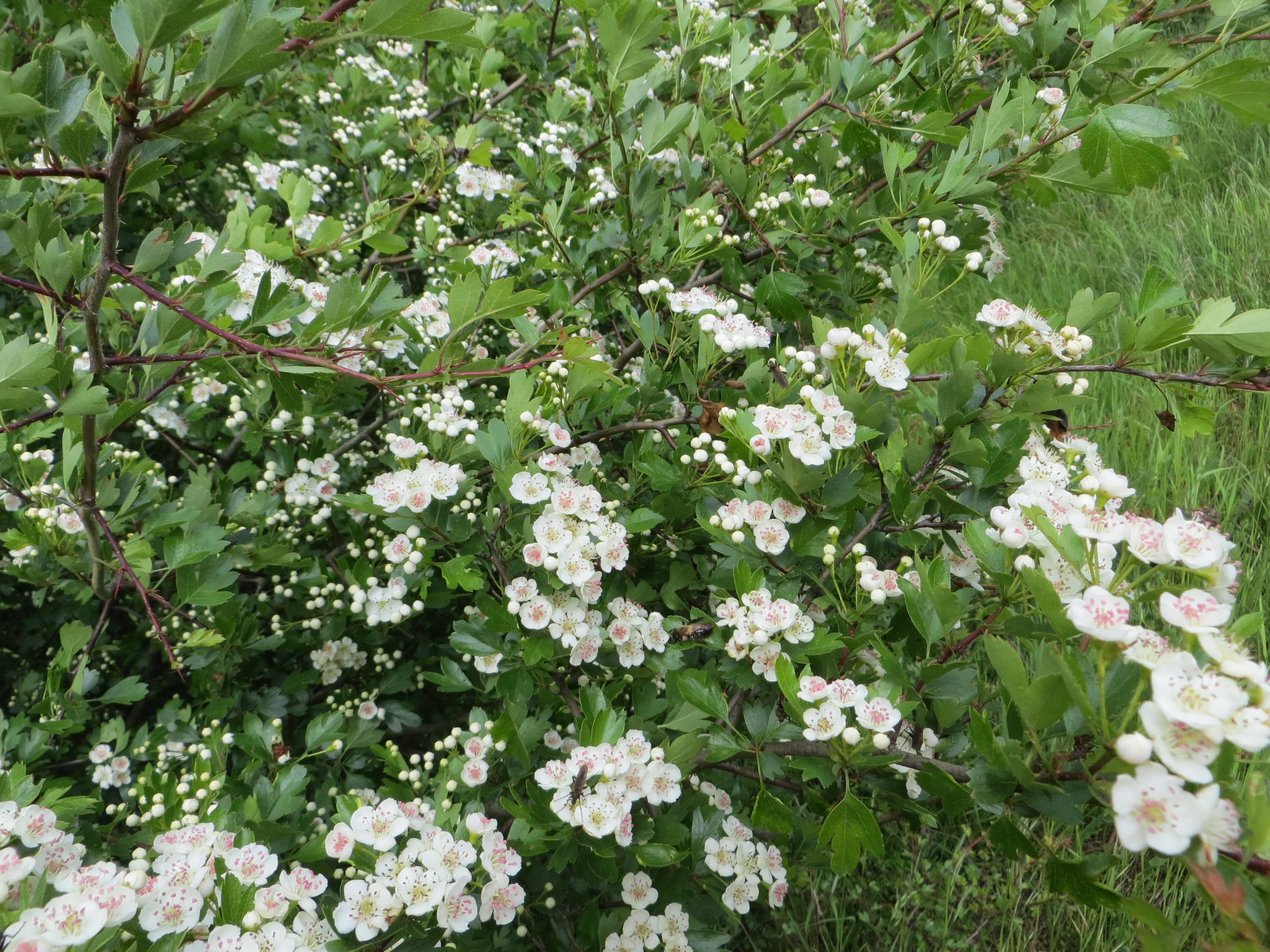 Mit heimischen Wildkräutern fit durchs Jahr