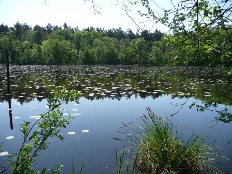 Wanderung im Glienholz-Treffpunkt Parkplatz Kroneiche