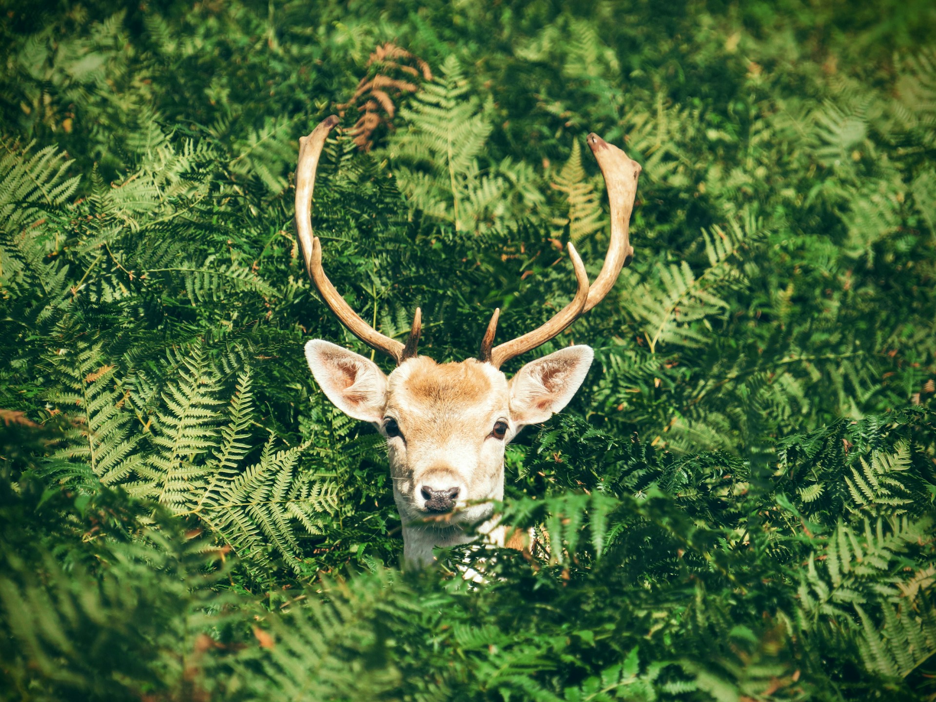 Natur- und Wildwochen in Graal-Müritz | 8. – 23. Oktober 2027