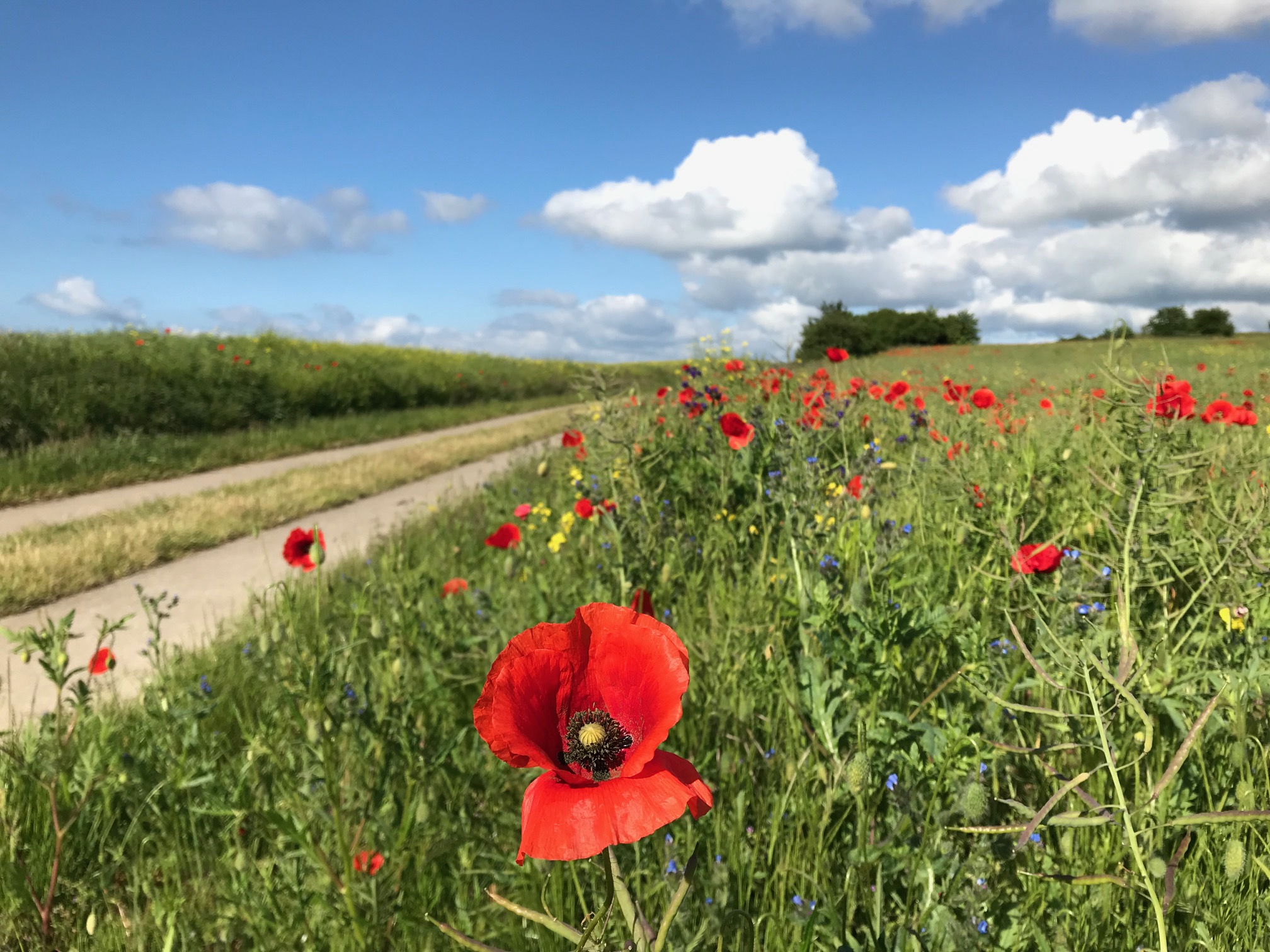 *Rangerwanderung durch das Seedorfer Hügelland