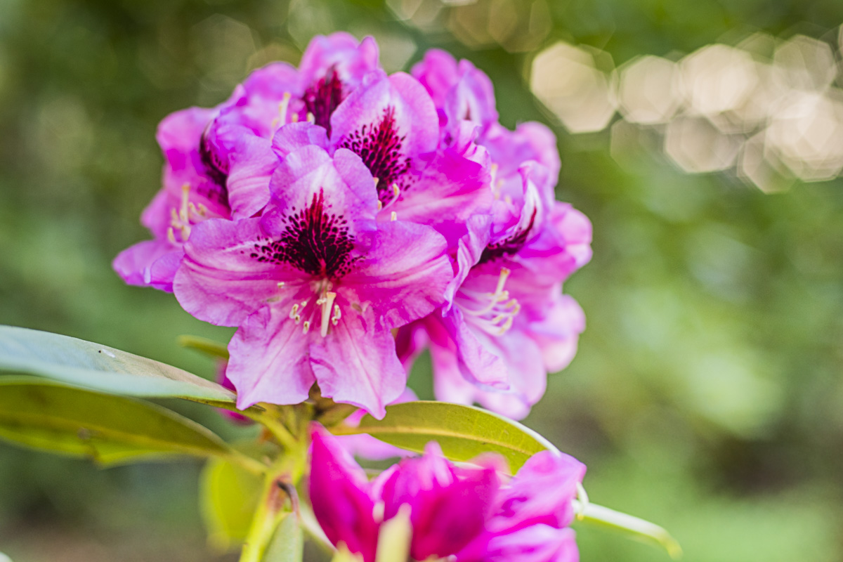 Rhododendronparkfest Mai 2027